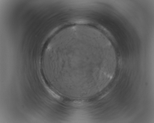 X0000081360725200702082319