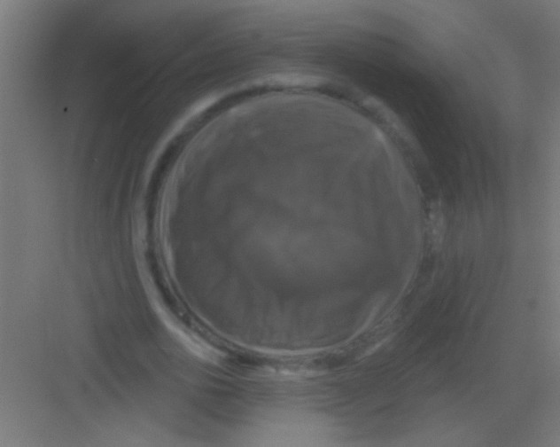 X0000081360726200702082319