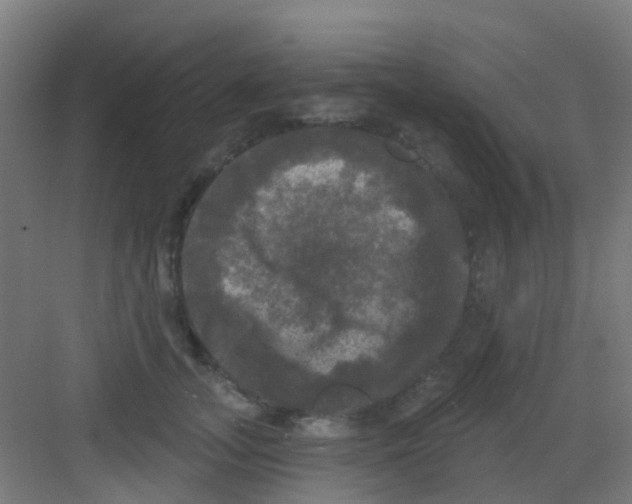 X0000081360755200702082320