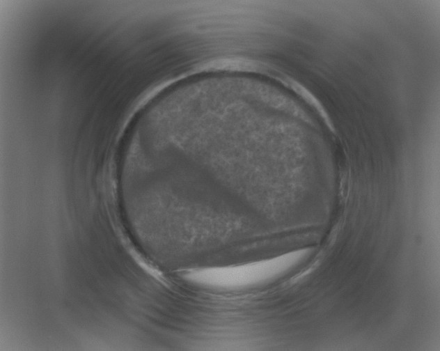 X0000081360981200702082316
