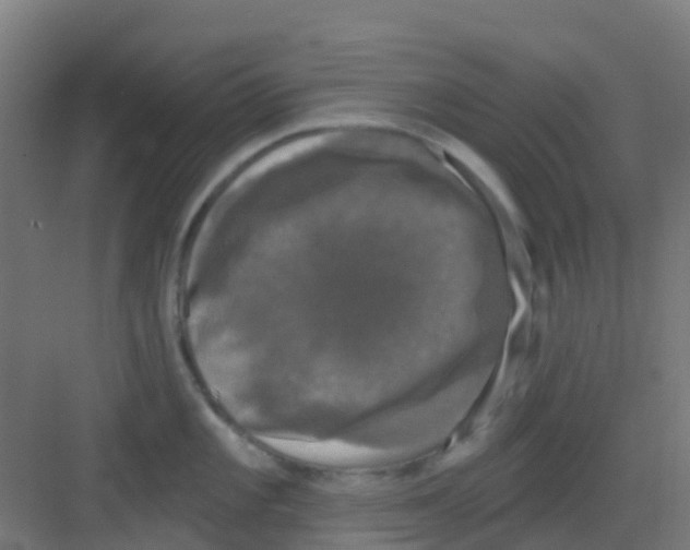 X0000081361101200702082314