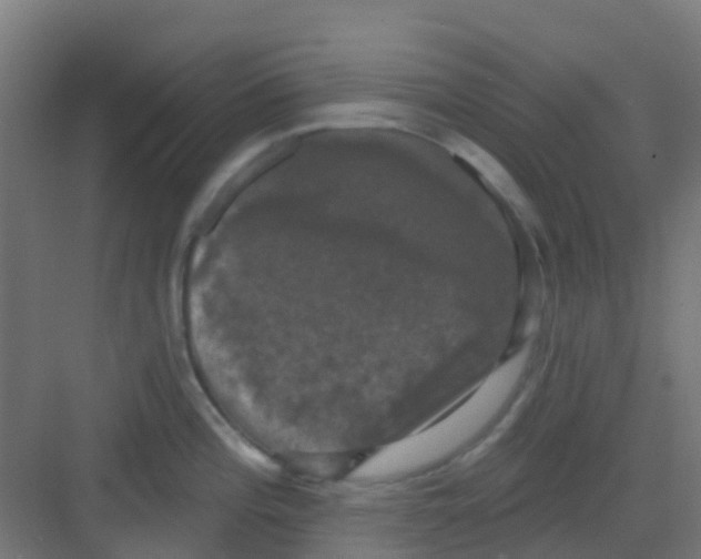 X0000081361196200702082312