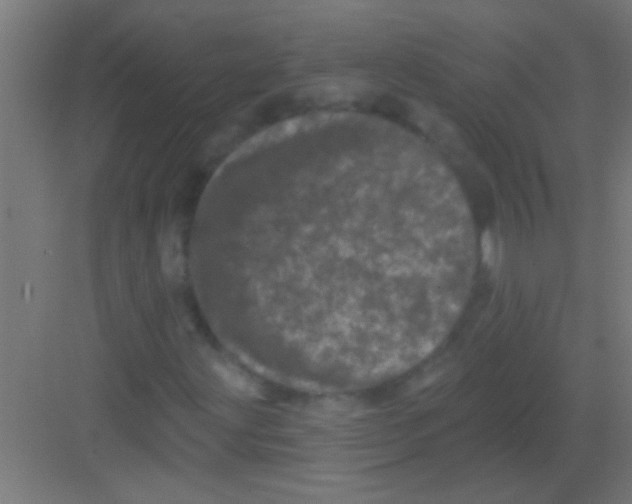 X0000081361203200702082311