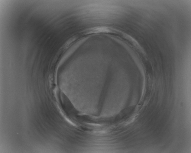 X0000081361225200702082312