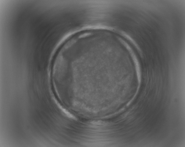 X0000081361416200702082308