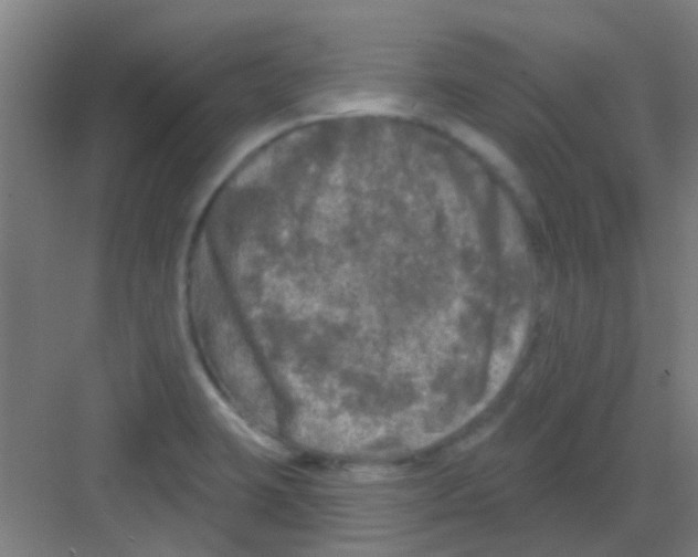 X0000081361423200702082309