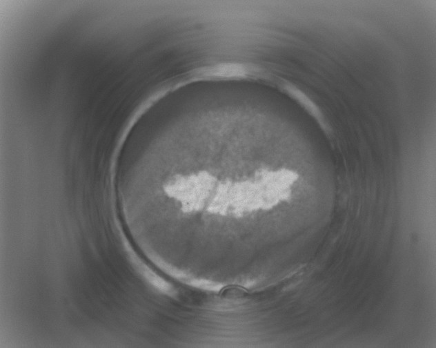 X0000081361475200702082308