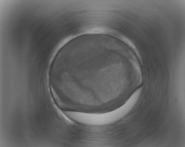 X0000081361480200702082307