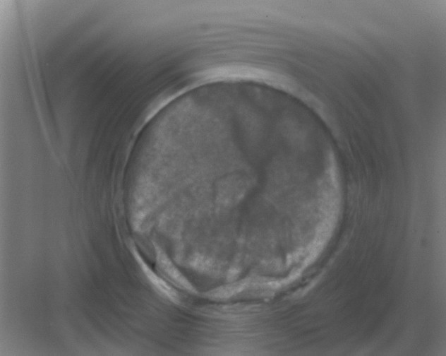 X0000081361521200702082307