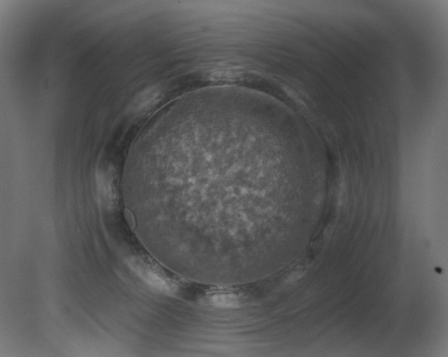 X0000081370228200701111556