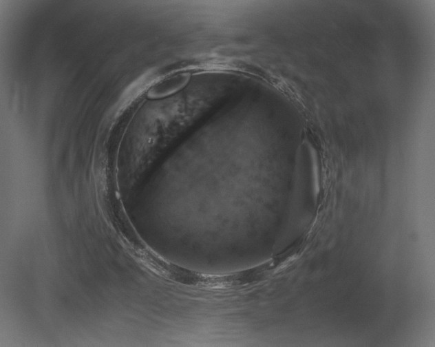 X0000081370295200701111555