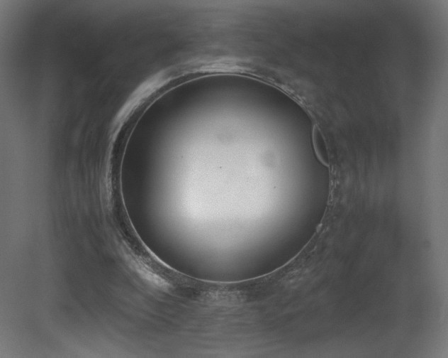 X0000081370296200701111555
