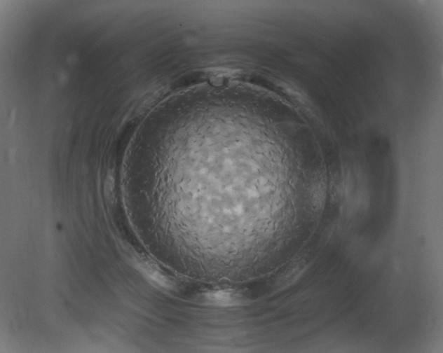 X0000081370365200701111554