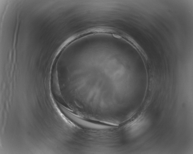 X0000081370853200701111546