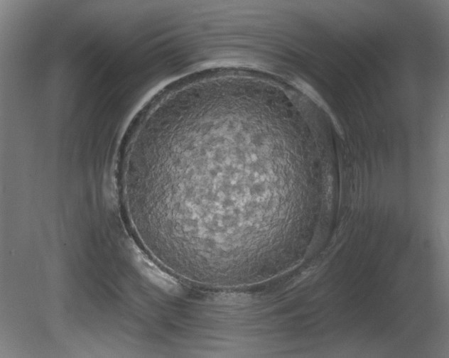 X0000081371068200701111542
