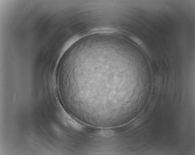 X0000081371466200701111535