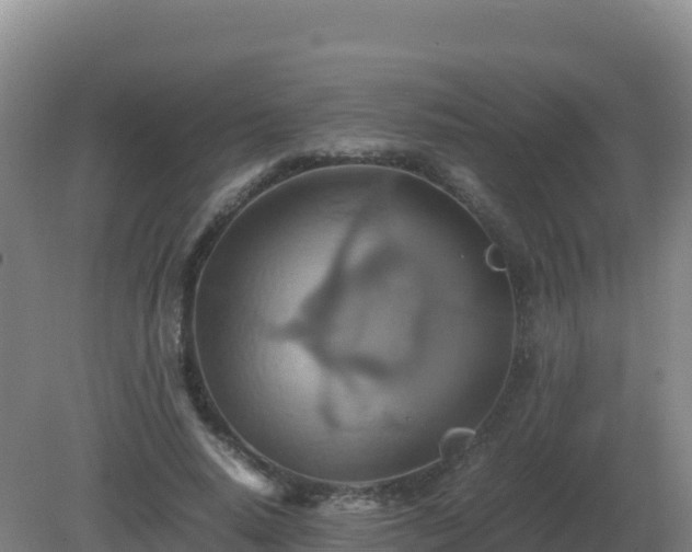 X0000081370640200701182140