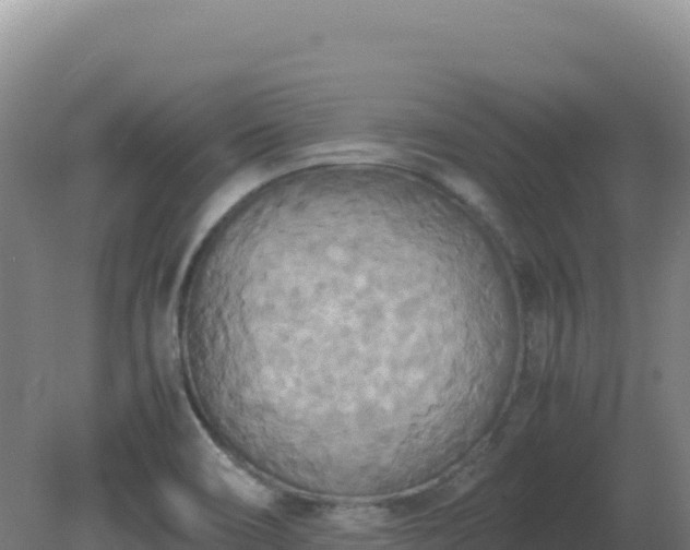 X0000081371466200701182126
