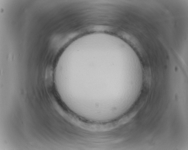 X0000081370016200701252025