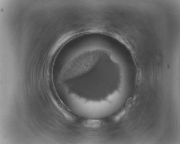 X0000081370055200701252024