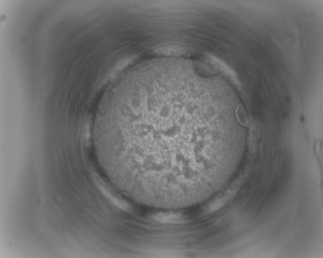 X0000081370065200701252024