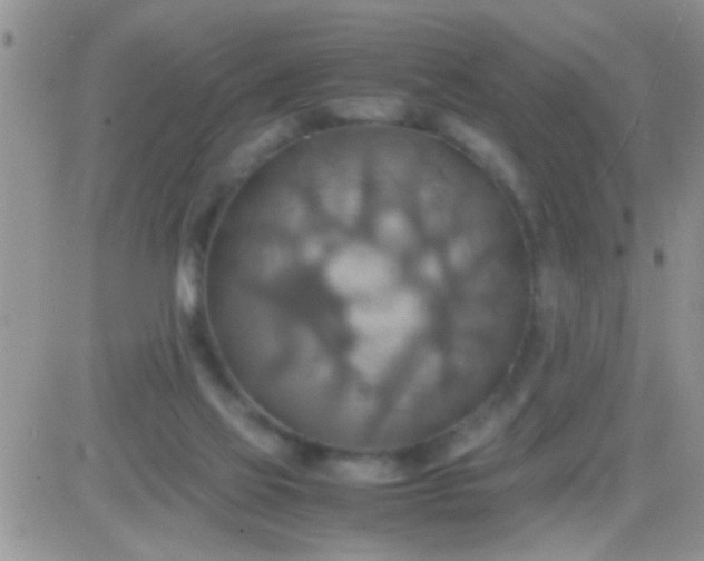 X0000081370069200701252024