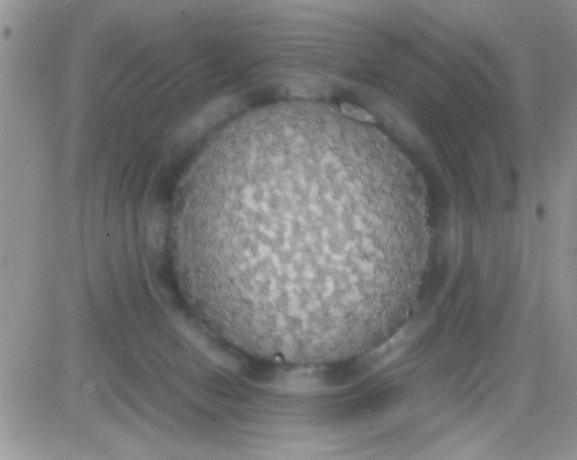 X0000081370078200701252025