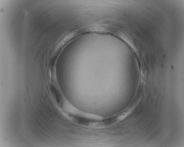 X0000081370109200701252024