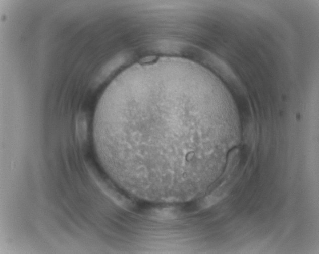 X0000081370120200701252024