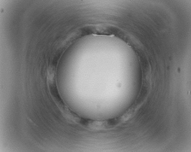 X0000081370129200701252024