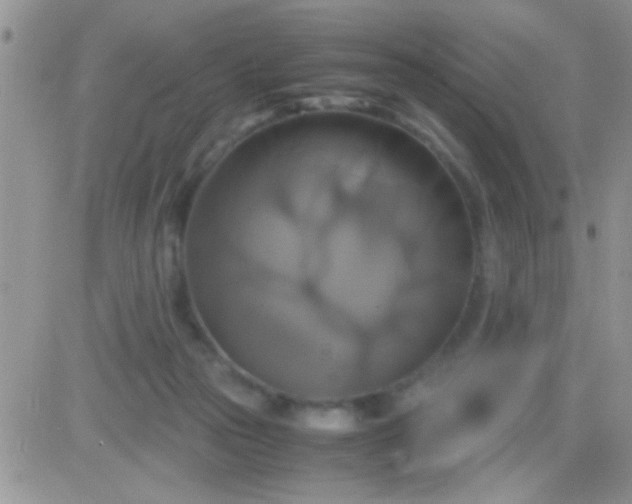 X0000081370169200701252023