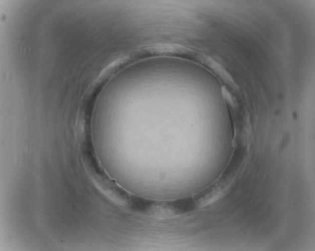 X0000081370207200701252022