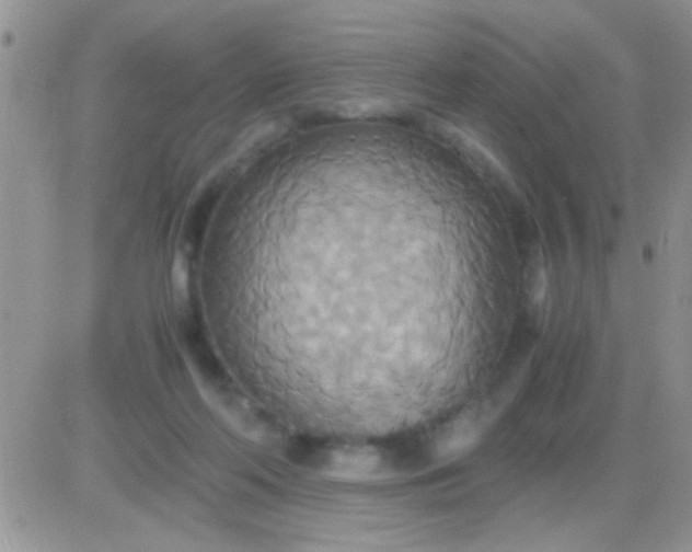 X0000081370214200701252022