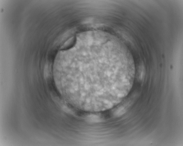 X0000081370236200701252022