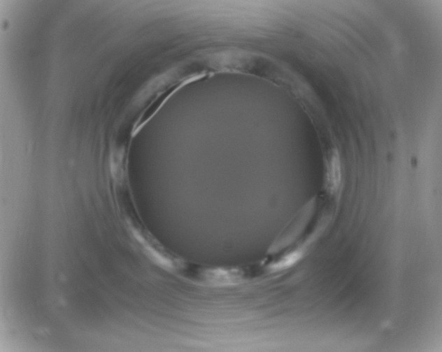 X0000081370239200701252022