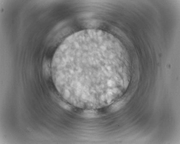 X0000081370240200701252022