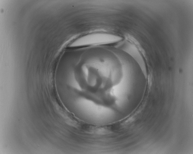 X0000081370249200701252021