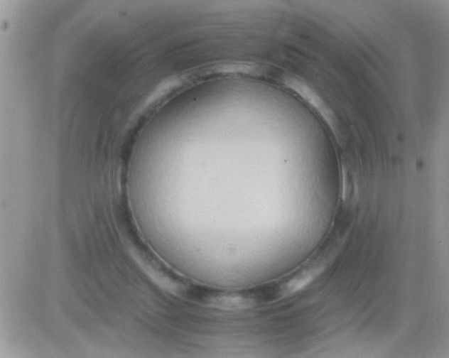 X0000081370253200701252021