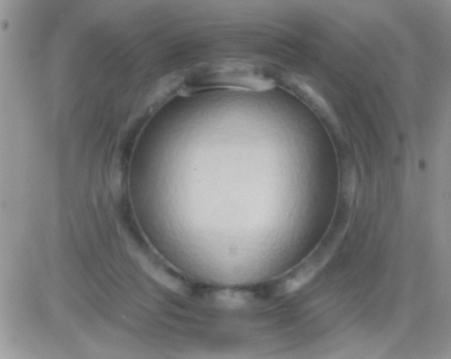 X0000081370261200701252021