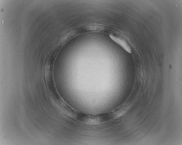 X0000081370263200701252021