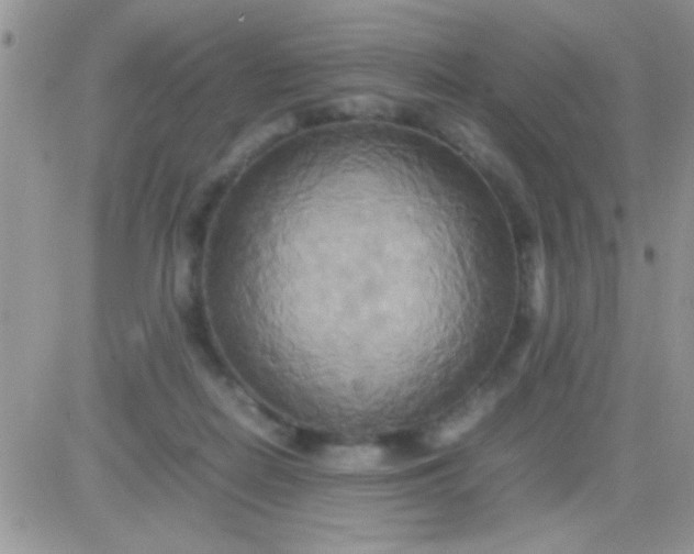 X0000081370266200701252021