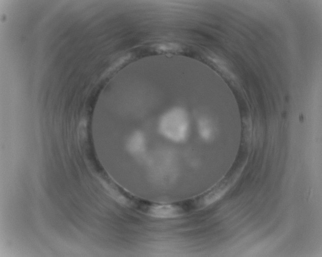 X0000081370269200701252021