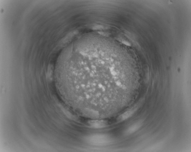 X0000081370273200701252022