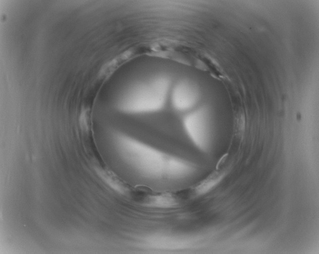 X0000081370286200701252022