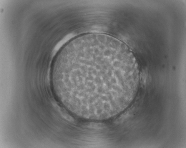 X0000081370292200701252021