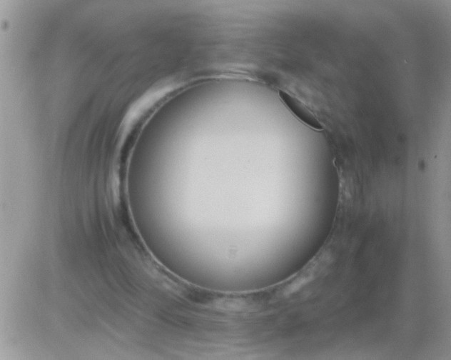 X0000081370294200701252021