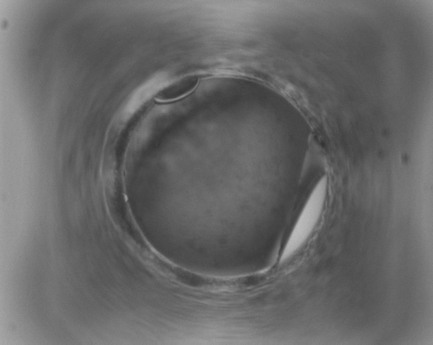 X0000081370295200701252021