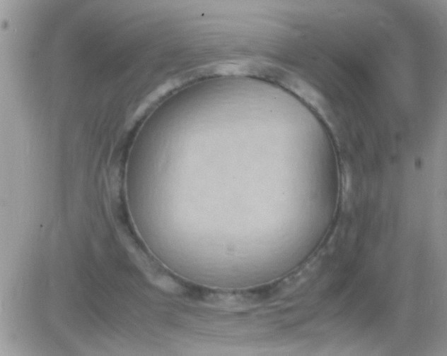 X0000081370297200701252021