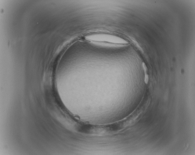 X0000081370299200701252021