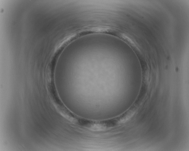 X0000081370303200701252021